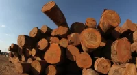 Fundo Clima financia secagem sustentável de madeira em RO