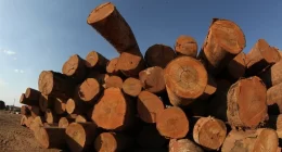 Fundo Clima financia secagem sustentável de madeira em RO