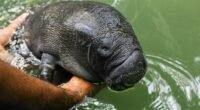 peixe-boi, Amazônia, ecologia