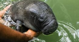 peixe-boi, Amazônia, ecologia
