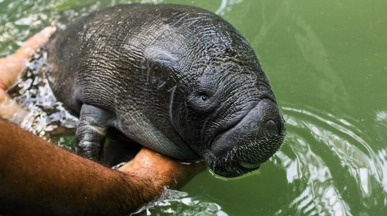 peixe-boi, Amazônia, ecologia