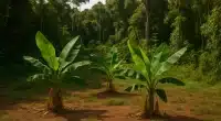 Bioeconomia na Amazônia inBioTa lança seleção para curso gratuito