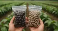 Sementes adaptadas ao clima amazônico são distribuídas gratuitamente