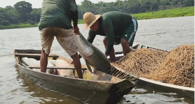 Pirarucu de manejo orgânico recebe certificação histórica