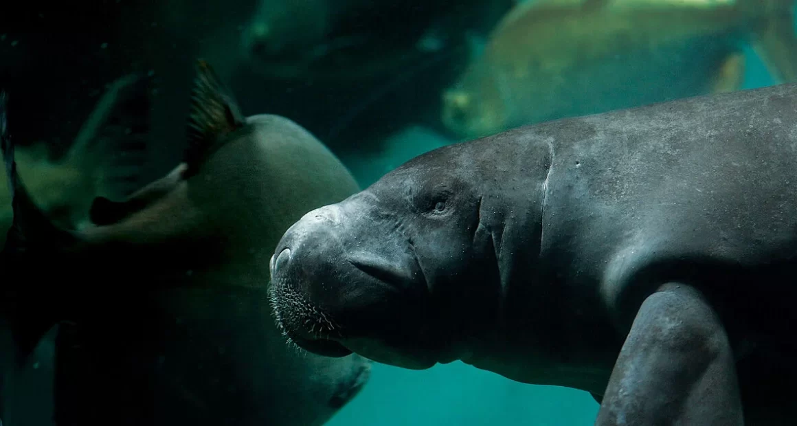 Peixe-boi amazônico: IA identifica áreas críticas para conservação