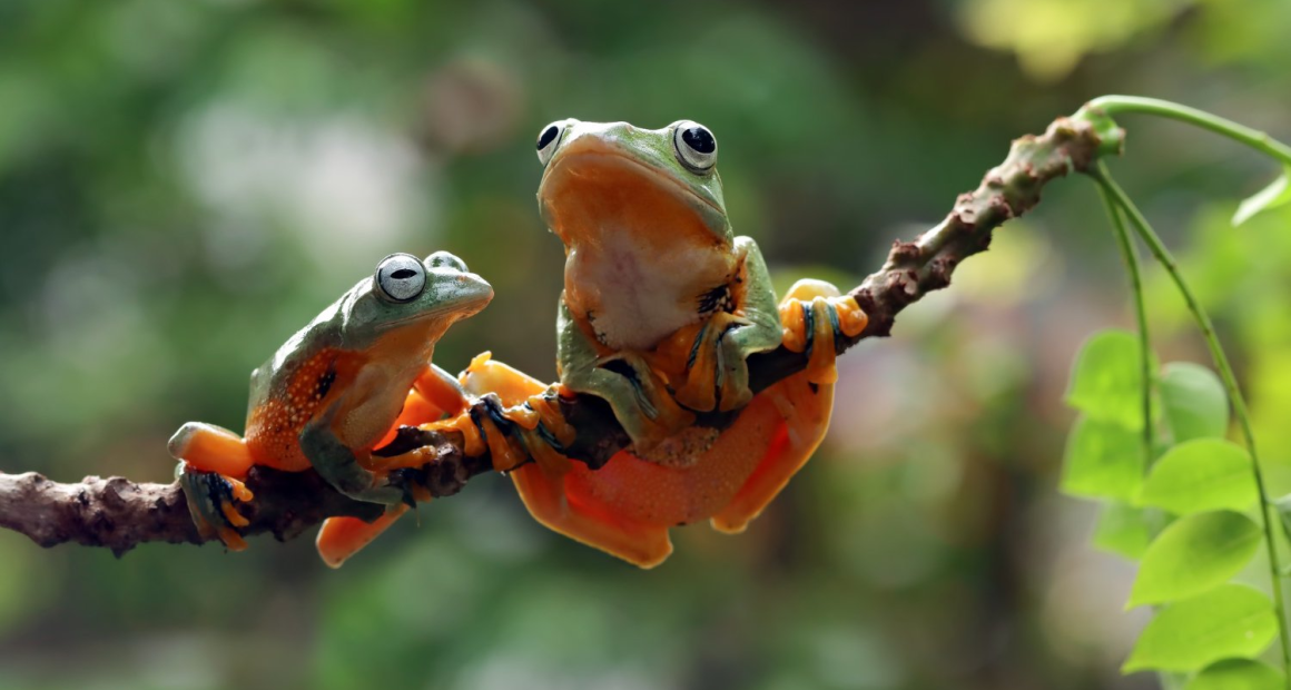 Projeto transforma sons da Amazônia em música