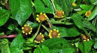 Jambu da Amazônia brilha em missão espacial