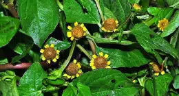 Jambu da Amazônia brilha em missão espacial