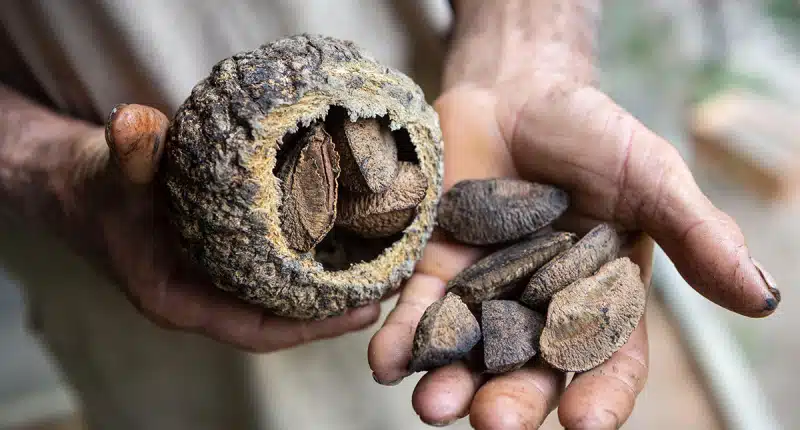 Bioplástico do ouriço pode substituir plástico tradicional