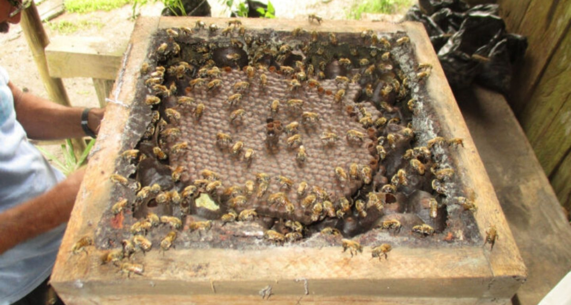Própolis produzida por abelhas da Amazônia supera pomadas