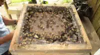 Própolis produzida por abelhas da Amazônia supera pomadas