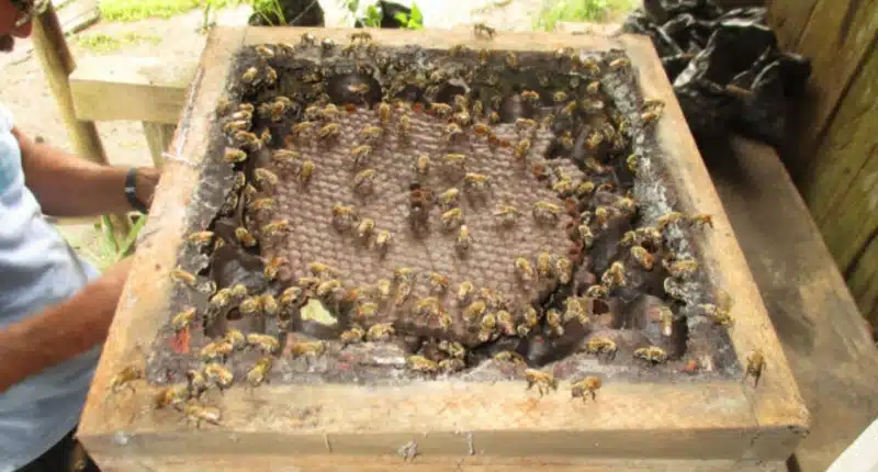 Própolis produzida por abelhas da Amazônia supera pomadas