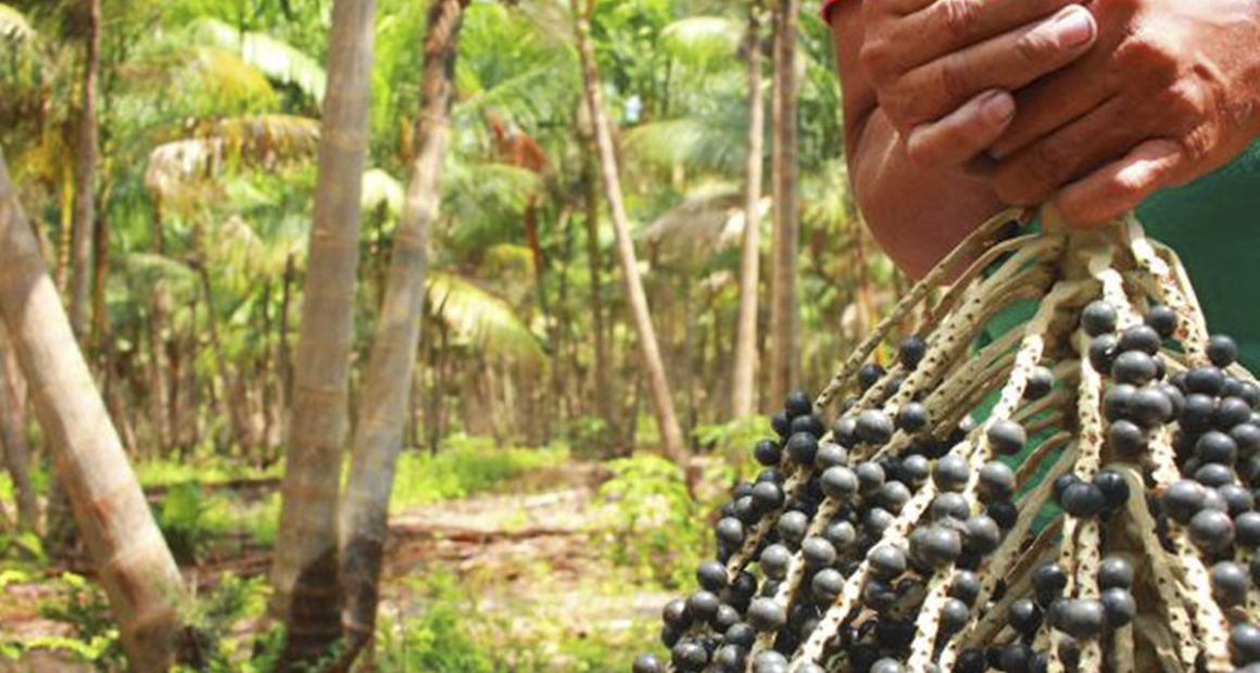 Bioeconomia conecta Amazônia à inovação internacional