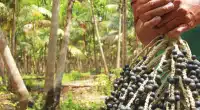 Bioeconomia conecta Amazônia à inovação internacional