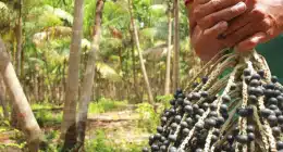 Bioeconomia conecta Amazônia à inovação internacional