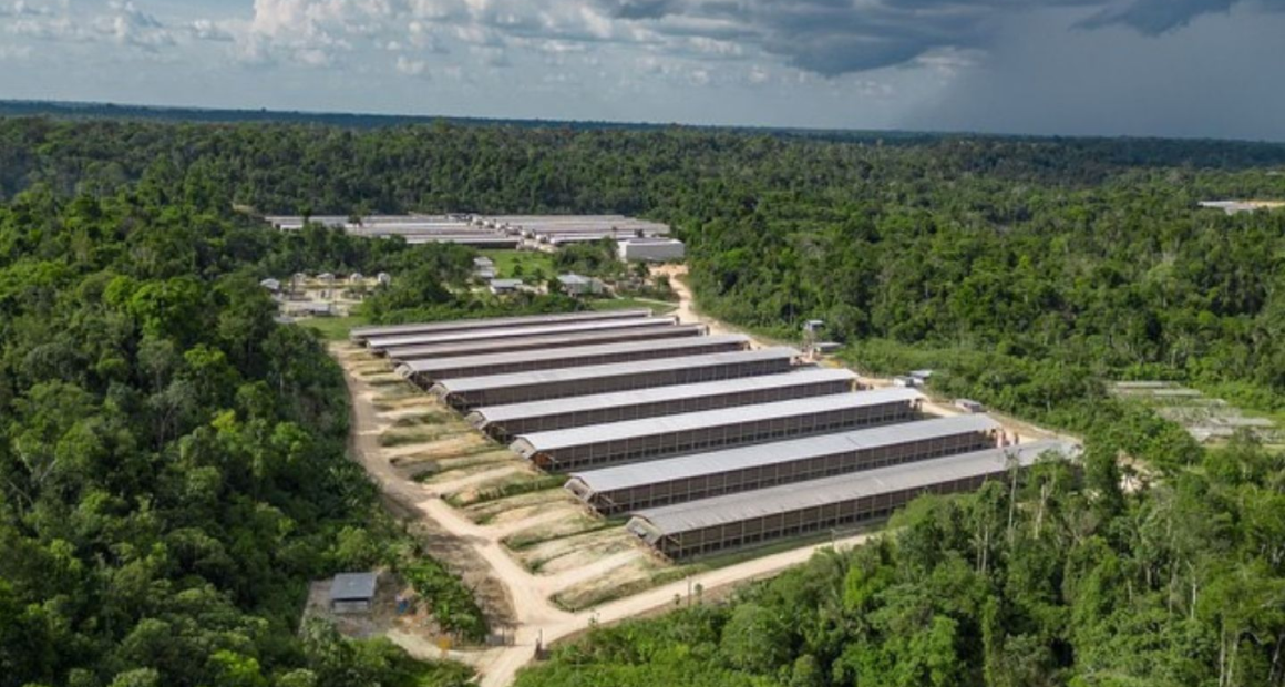 Suframa impulsiona Distrito Agropecuário com bioeconomia
