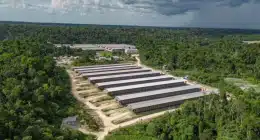 Suframa impulsiona Distrito Agropecuário com bioeconomia