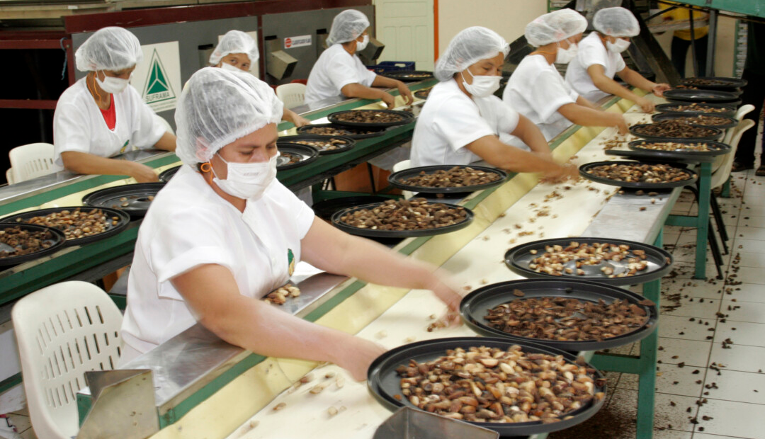 Bioindústria na Amazônia ganha mapeamento inédito