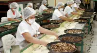 Bioindústria na Amazônia ganha mapeamento inédito