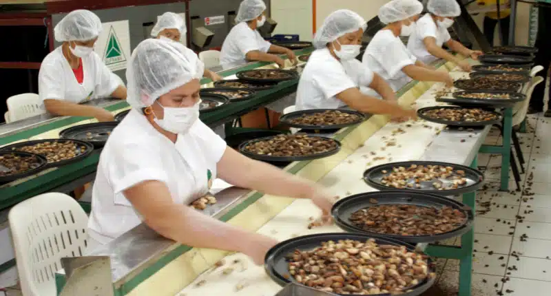 Bioindústria na Amazônia ganha mapeamento inédito