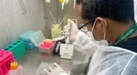 Pesquisadores desenvolvem óleos essenciais contra malária e dengue
