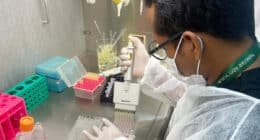 Pesquisadores desenvolvem óleos essenciais contra malária e dengue