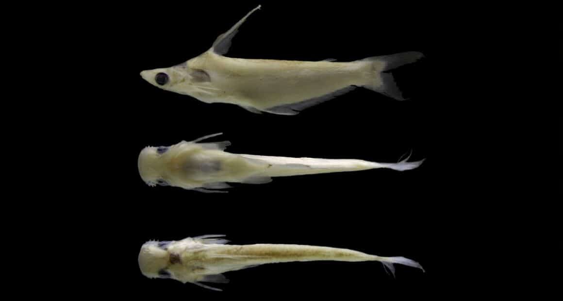 três peixes