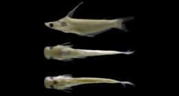 três peixes
