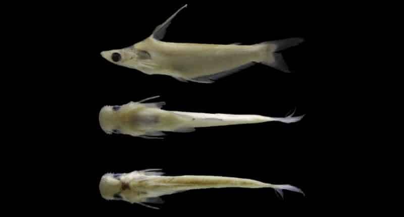 três peixes