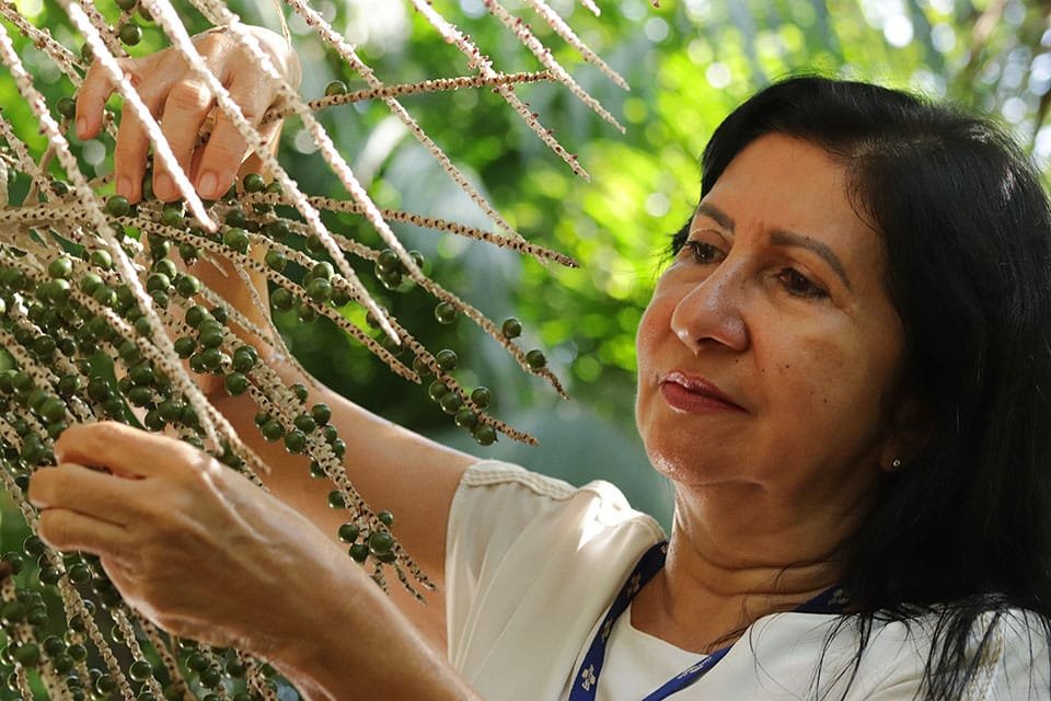 mulher olhando e tocando os frutos do açaí