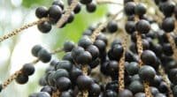 Cacho de açaí em close-up