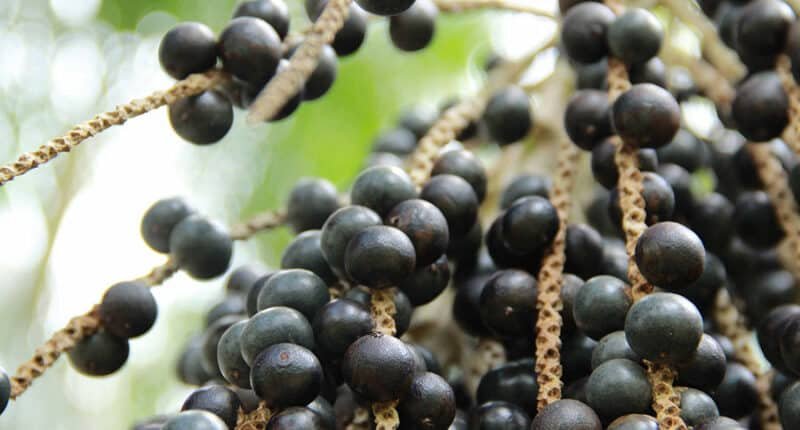 Cacho de açaí em close-up