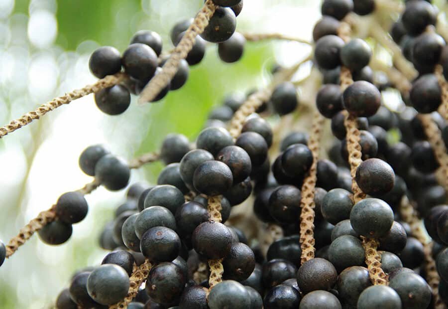 Cacho de açaí em close-up
