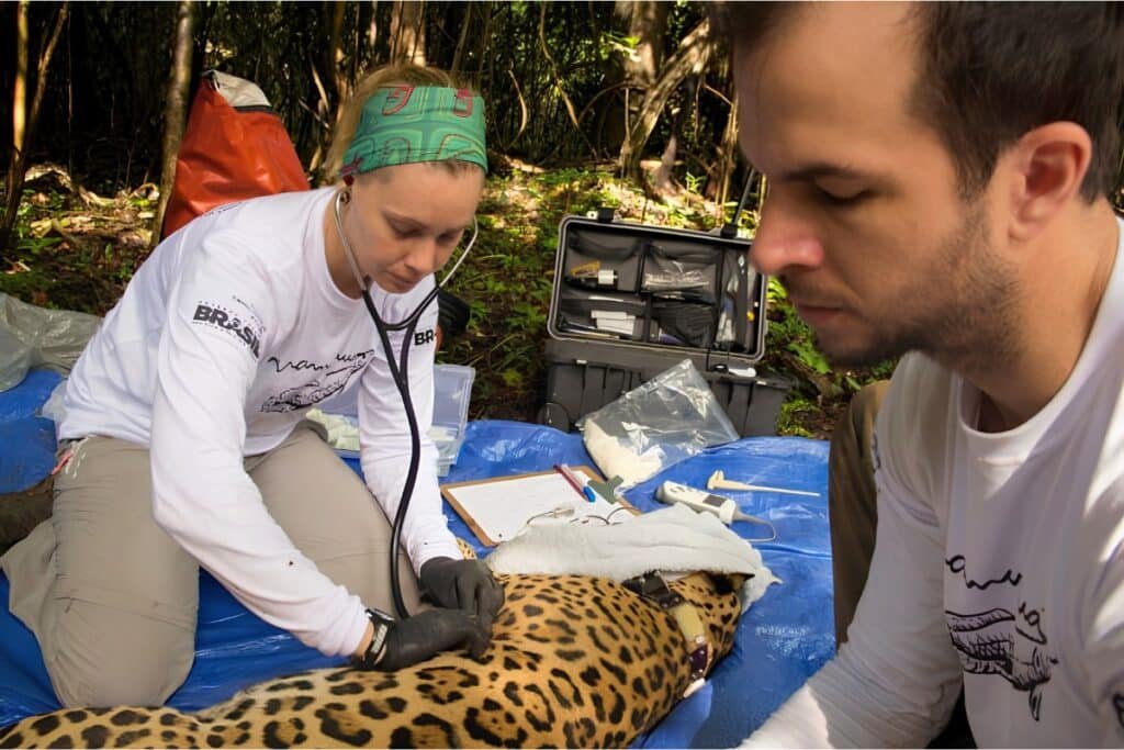 um homem em primeiro plano de perfil examina uma onça pintada desacordada no chão com uma médica veterinária auscultando o coração do animal em um estudo