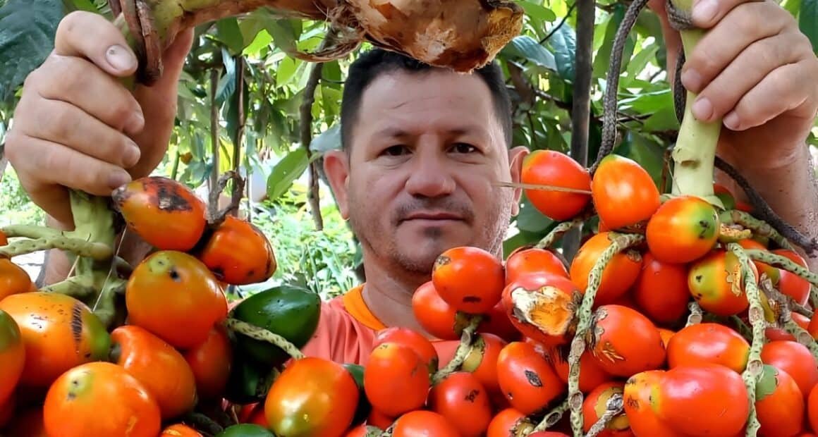 agricultor com cacho de pupunha