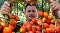 agricultor com cacho de pupunha