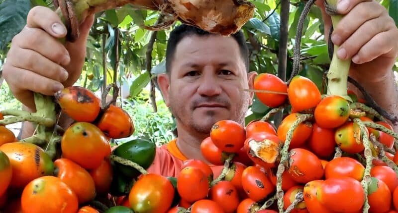 agricultor com cacho de pupunha