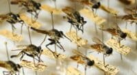 vários insetos mortos em uma mesa de entomologia