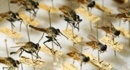 vários insetos mortos em uma mesa de entomologia