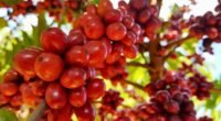 café no pé robusta amazônico