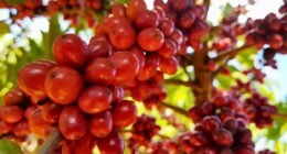 café no pé robusta amazônico