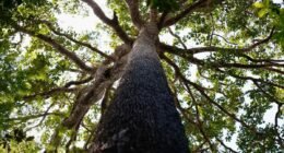 árvore fotografada em contra-plan g