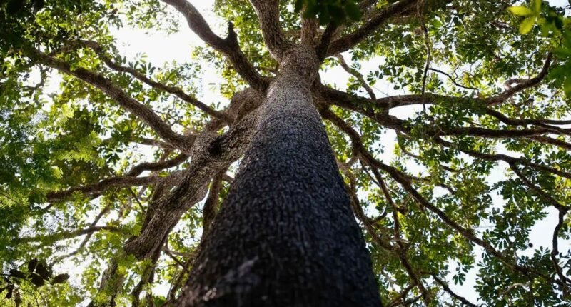 árvore fotografada em contra-plan g