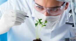 cientista manipulando planta